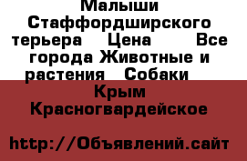 Малыши Стаффордширского терьера  › Цена ­ 1 - Все города Животные и растения » Собаки   . Крым,Красногвардейское